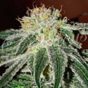 Black Russian (Delicious Seeds) Feminiserade