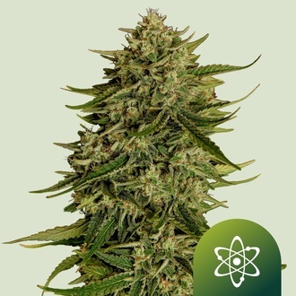 Quantum Terp F1 Auto (Royal Queen Seeds) Feminiserad