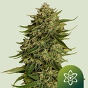 Quantum Terp F1 Auto (Royal Queen Seeds) Feminiserad