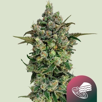 Dark Matter Cake F1 (Royal Queen Seeds) Feminiserade