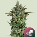 Dark Matter Cake F1 (Royal Queen Seeds) Feminiserade