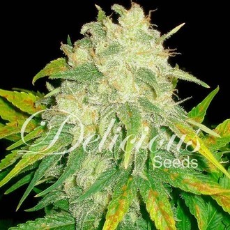 Il Diavolo (Delicious Seeds) Feminiserade