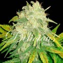 Il Diavolo (Delicious Seeds) Feminiserade