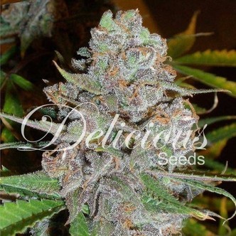 La Diva (Delicious Seeds) feminiserade