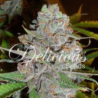 La Diva (Delicious Seeds) Feminiserade