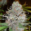 La Diva (Delicious Seeds) Feminiserade
