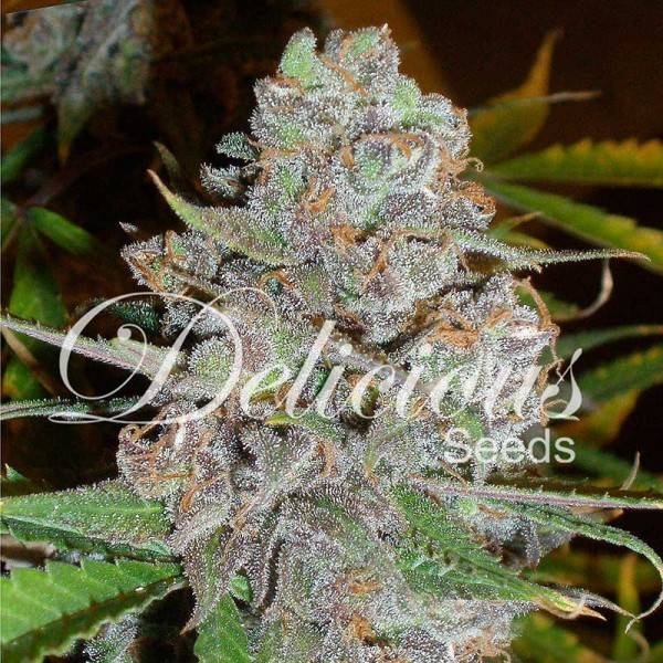 La Diva (Delicious Seeds) Feminiserade