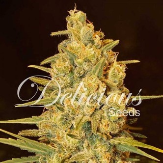 Critical Sensi Star (Delicious Seeds) feminiserade