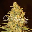 Critical Sensi Star (Delicious Seeds) Feminiserade