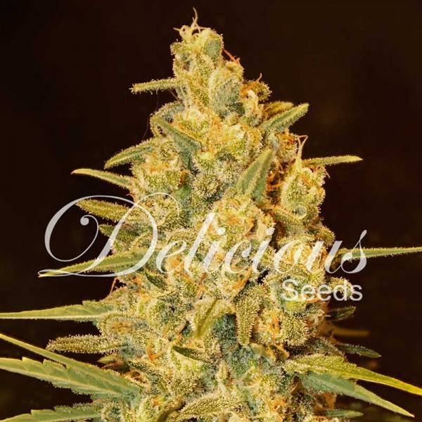 Critical Sensi Star (Delicious Seeds) Feminiserade