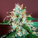 Critical Neville Haze 2.0 (Delicious Seeds) Feminiserade