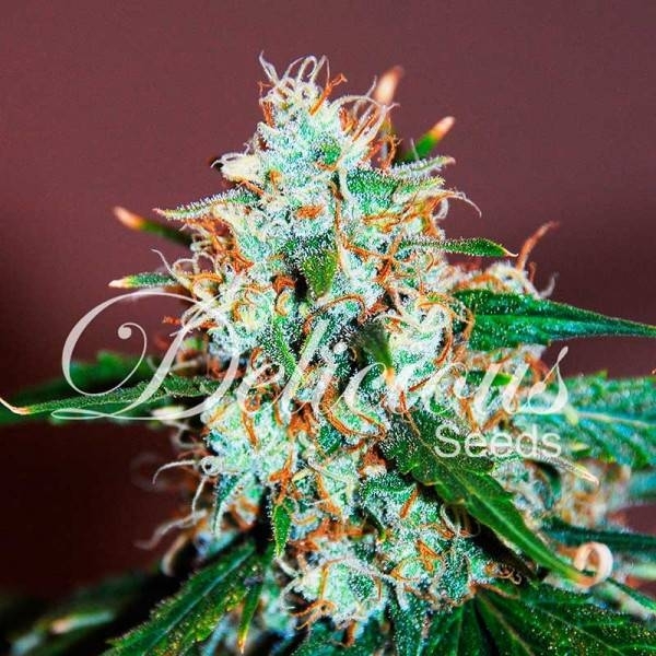 Critical Neville Haze 2.0 (Delicious Seeds) Feminiserade