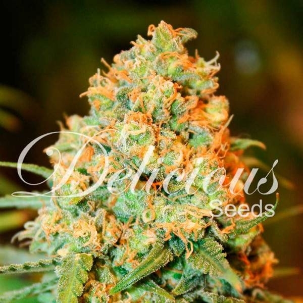 Critical Super Silver Haze (Delicious Seeds) Feminiserade