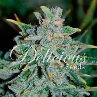 Northern Light Blue Auto (Delicious Seeds) feminiserade cannabisfr&ouml;n