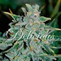 Northern Light Blue Auto (Delicious Seeds) Feminiserade