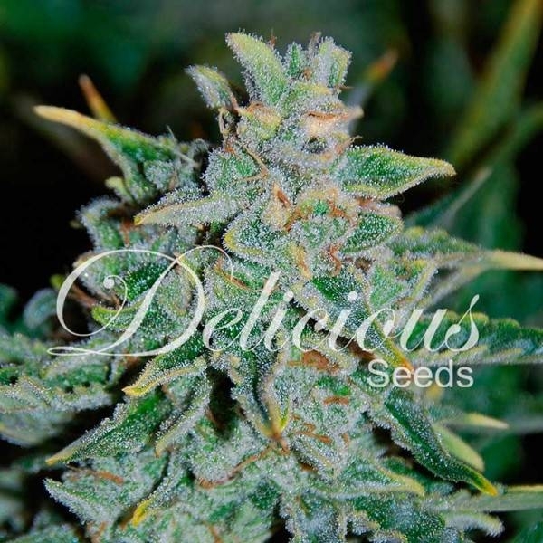 Northern Light Blue Auto (Delicious Seeds) Feminiserade