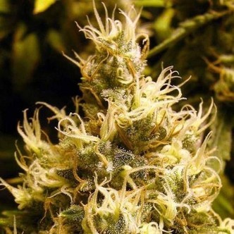 Wonder Woman (Nirvana) feminiserade cannabisfr&ouml;n