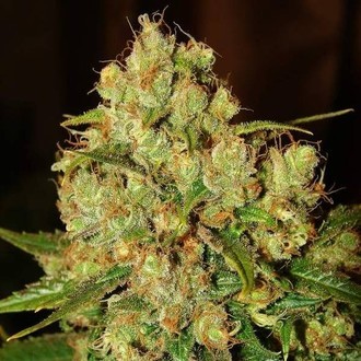 Master Kush (Nirvana) Feminiserade