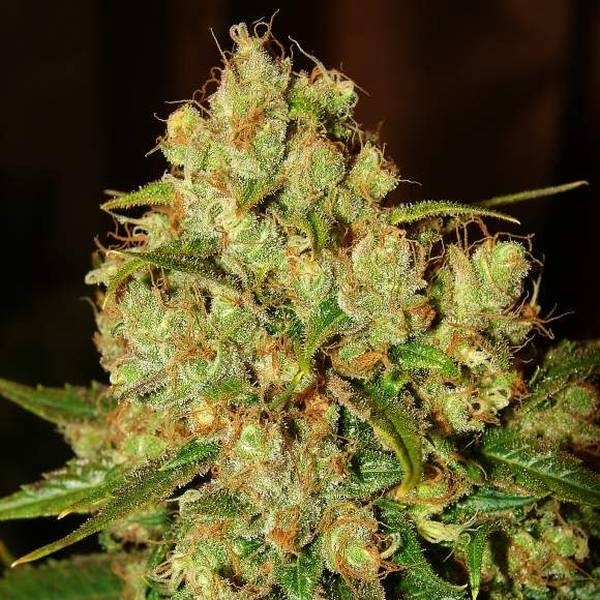 Master Kush (Nirvana) Feminiserade