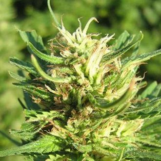Super Skunk (Nirvana) Feminiserade