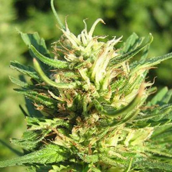 Super Skunk (Nirvana) Feminiserade