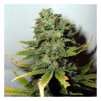 Super Skunk (Nirvana) Feminiserade