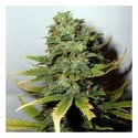 Super Skunk (Nirvana) Feminiserade