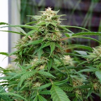 White Rhino (Nirvana) Feminiserade