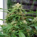 White Rhino (Nirvana) Feminiserade