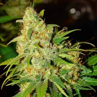 Auto Bubblelicious (Nirvana) feminiserade cannabisfr&ouml;n