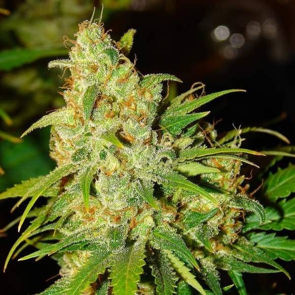 Auto Bubblelicious (Nirvana) Feminiserade