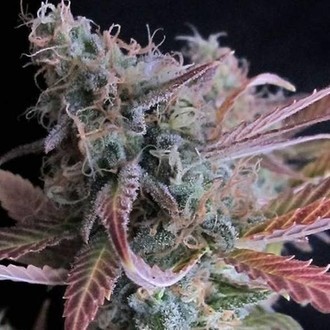 Raspberry Cough (Nirvana) Feminiserade