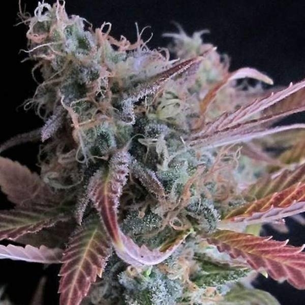 Raspberry Cough (Nirvana) Feminiserade