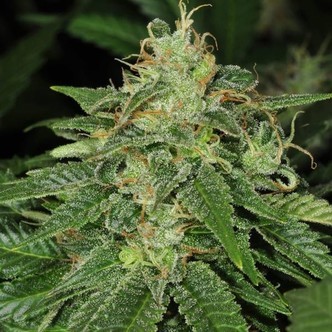 S.A.G.E. (T.H. Seeds) feminiserade cannabisfr&ouml;n
