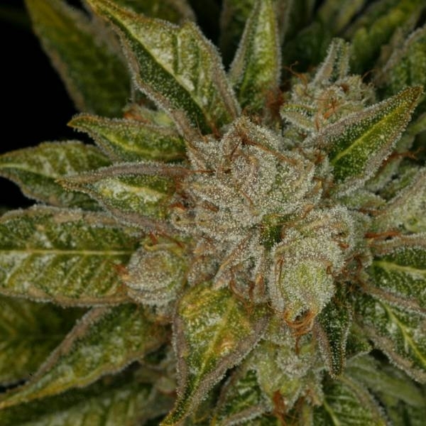 MK-Ultra (T.H.Seeds) Feminiserade