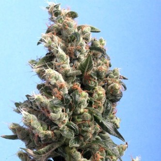 Kushage (T.H. Seeds) feminiserade cannabisfr&ouml;n