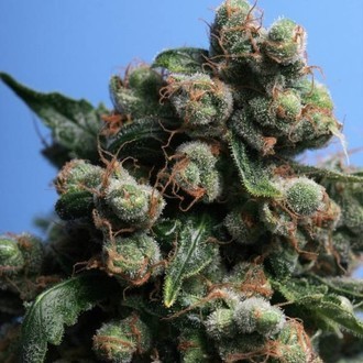 Sage 'N Sour (T.H.Seeds) Feminiserade