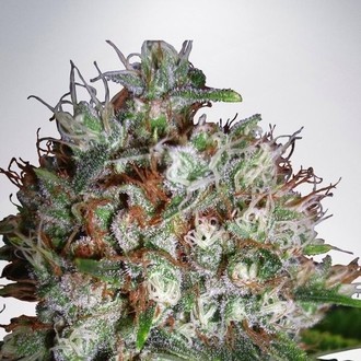 Big Bud XXL (Ministry of Cannabis) Feminiserade