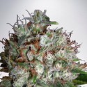 Big Bud XXL (Ministry of Cannabis) Feminiserade