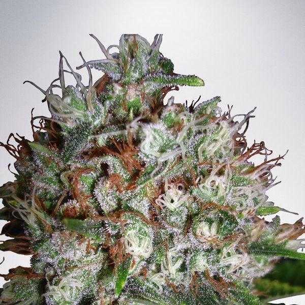 Big Bud XXL (Ministry of Cannabis) Feminiserade