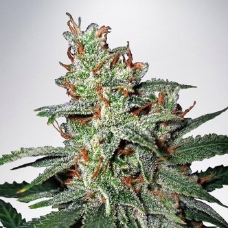 Carnival (Ministry of Cannabis) feminiserade