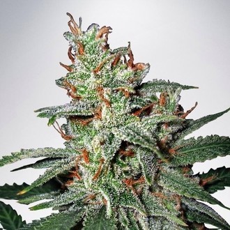 Carnival (Ministry of Cannabis) Feminiserade