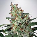 Carnival (Ministry of Cannabis) Feminiserade