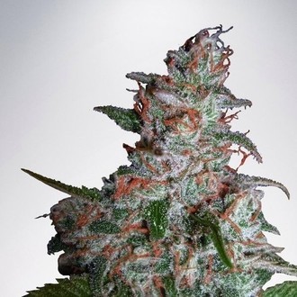 Northern Lights MOC (Ministry of Cannabis) Feminiserade