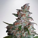 Northern Lights MOC (Ministry of Cannabis) Feminiserade