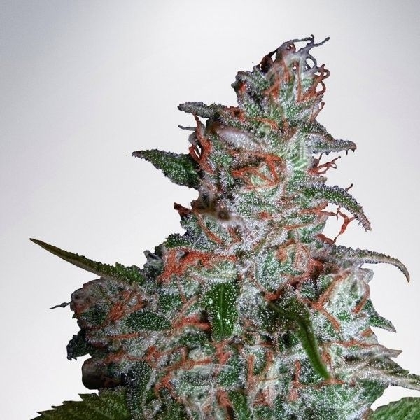 Northern Lights MOC (Ministry of Cannabis) Feminiserade