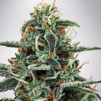 White Widow (Ministry of Cannabis) Feminiserade