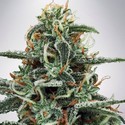 White Widow (Ministry of Cannabis) Feminiserade
