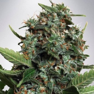 Autopilot XXL (Ministry of Cannabis) Feminiserade