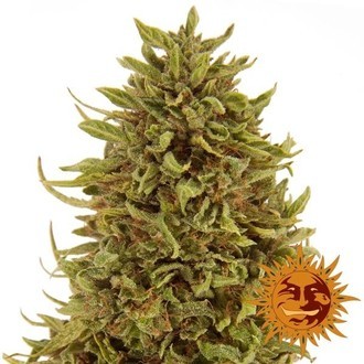 Pineapple Express Auto (Barney's Farm) autoflower Feminiserade